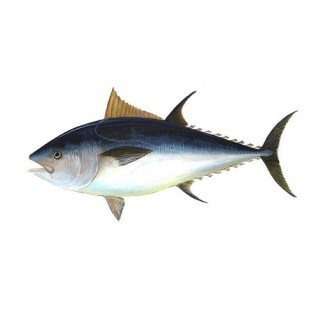 Tuna fish - Thunnus albacares 