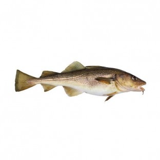 Codfish - Gadus morhua