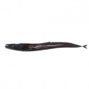 Black Ribbon Fish - Aphanopus carbo 