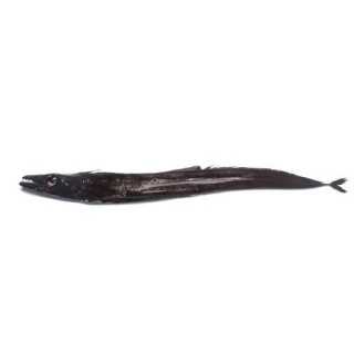 Black Ribbon Fish - Aphanopus carbo 